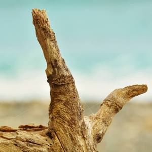 Meet your Posher, Perdita